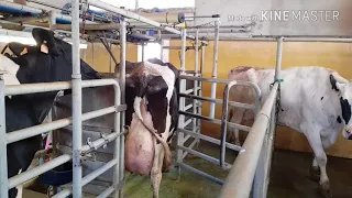 STALLA 80 vacche con Sala mungitura a TANDEM