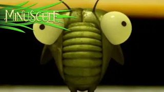 Minuscule - Cigale do BrazilCicada do Brazil (Season 1)_R