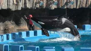 シャチ　ステラちゃん　リンちゃん　見事なパフォーマンスです　【名古屋港水族館】Killer whale Port of Nagoya Public Aquarium