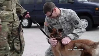 Soldier service dog reunite months after they were injured in Afghanistan