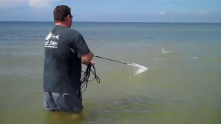 commercial wade fishing with a 12ft cast net