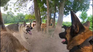 Belgian Malinois Corrects German Shepherd At The Dog Park