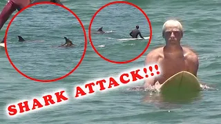 SURFING WITH SHARKS!!!