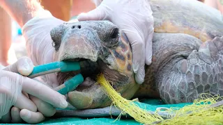 Sea Turtle Rescue - Net Entanglement In Argostoli Harbour