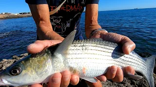 PESCA AI CEFALI GIGANTI: Come Pescare il Cefalo Gigante con il Pane