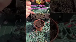 How to repot your cosmos seedlings