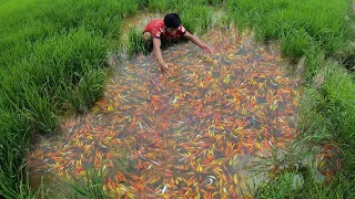 Super Amazing! Found A Lot Ranchu, Ryukin Goldfish & KOi Fishes in Rice Field