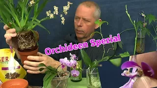 Orchidee Experimente 2017 Zusammenfassung für 2018 Phalaenopsis bestäuben