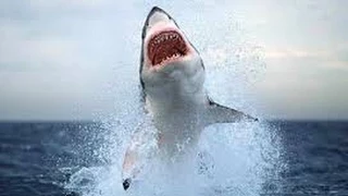 Stranded Deep - SHARK ATTACK