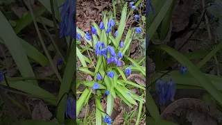 🌿Первоцвет ПРОЛЕСКА/СЦИЛЛА 🌱