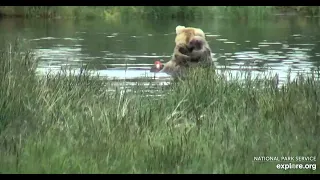 482's cubs cling on as mom eats - Explore.org July 13, 2021