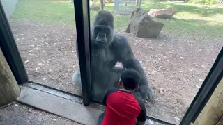 Meeting Charlie the Handsome Gorilla #what to do at the zoo gorilla #zoo