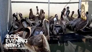 Starving pelicans struggling to survive in Southern California