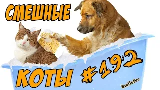 Приколы с Котами ДО СЛЁЗ Смешные коты 2018 Угарные кошки