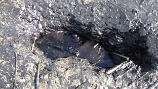 OIL NATURALLY OOZING OUT OF THE GROUND