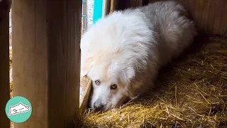 Huge Guard Dog Had No Friends. Until Cat Brother Showed Up | Cuddle Buddies