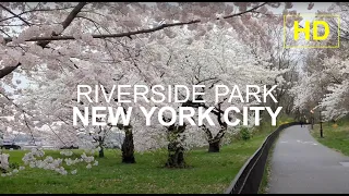 NEW YORK CITY | Riverside Park in Springtime | HD Walk