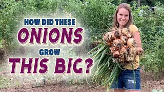 Large Onions WITHOUT Synthetic Fertilizer: How I Grew Using Organic Methods (+3 side by side tests)