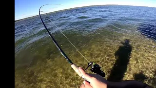 fishing in tampa bay Gandy Beach (catch clean and cook)