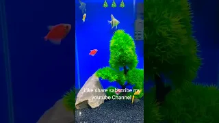 angelfish glofish #shorts #short #viral #youtubeshorts #fish