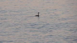 Horned Grebe  fall & winter feeding (Podiceps auritus)