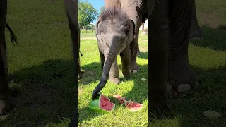 Baby Elephant Watermelon Smash!