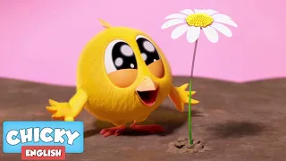 Where's Chicky? Funny Chicky 2021 | CHICKY'S GARDEN | Chicky Cartoon in English for Kids