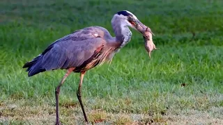 A great blue heron spears a gopher’s skull and swallows it whole