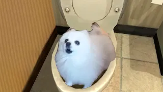 Skibidi Dog Toilet 1