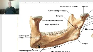 Anatomy of head and neck module in Arabic 14  (Anatomy of Mandible) , by Dr. Wahdan