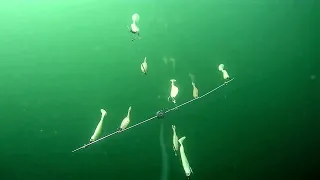 underwater view of trolling umbrella rigs