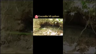 Python VS Crocodile