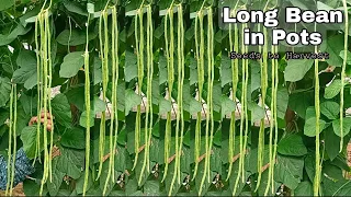 How to Grow Long Bean in Pots at home / Seeds to Harvest / Easy for Beginners