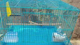 #javabirds 2feet cage