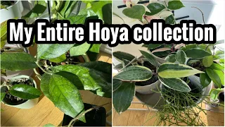 My Entire Hoya collection Tour