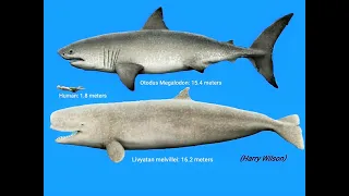 Livyatan melvillei, the giant extinct whale with 14 inch long teeth