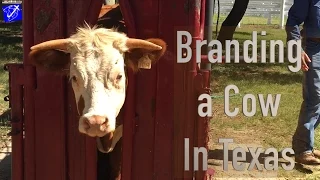 Humane Cow Branding at LBJ Ranch | Travel Vlog