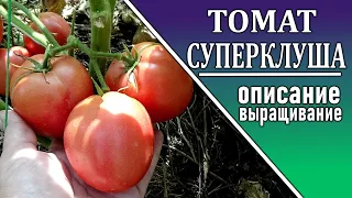 СУПЕРКЛУША  томат для открытого грунта и теплиц  Обзор сорта и мои впечатления