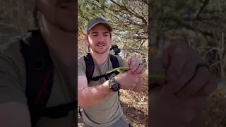 HUGE Rough Green Snake CAPTURE