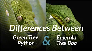 Differences Between Emerald Tree Boas and Green Tree Pythons | Pets & Animals Tips