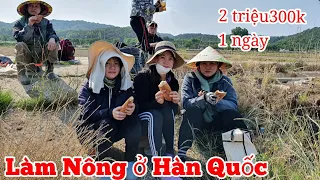 Làm nông ở Hàn Quốc🇰🇷 Thu Hoạch Hành Tây 1 ngày 2 triệu 300k 💥 Lao động Hàn Quốc | xkld Hàn Quốc