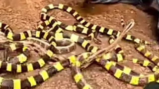 Giant Snake Soup - Delicious Big Python Boiling For Food - Wilderness Food #youtubeviral Videos