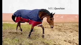 ЗАЩИТА вашей ЛОШАДИ ОТ ДОЖДЯ - Попона прогулочная MIU Equestrian Singapore