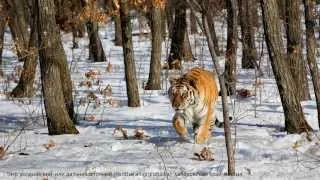 Тайга. Дальний восток. Фотобанк Geophoto. Фото: Виктор Семёнов.