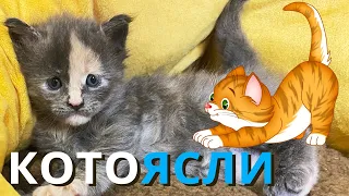 Как приучить котенка к лотку?! Первые шаги котят мейн кунов во взрослую жизнь