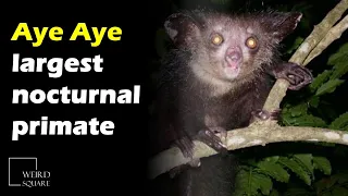 The Aye Aye is a species of Lemur that is found inhabiting the rainforests of Madagascar.