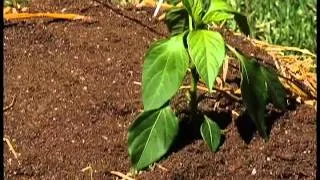 In the Garden: Straw-bale gardens