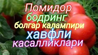 Помидор , бодринг ва болгар калампирида учрайдиган хавфли касалликлар