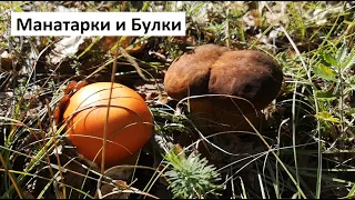 Манатарки и Булки