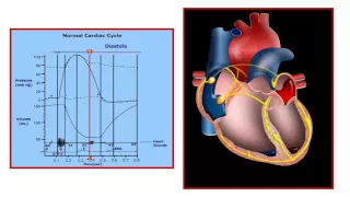 USMLE® Step 1 High Yield: Cardiology: Cardiac Cycle Animation